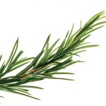 Rosemary