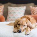 Luxury Hotels with Pets on the Guest List