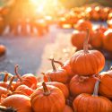 Celebrating Pumpkin Mania on National Pumpkin Day