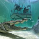 Swim with the Crocodiles at Cabo’s Croc Experience