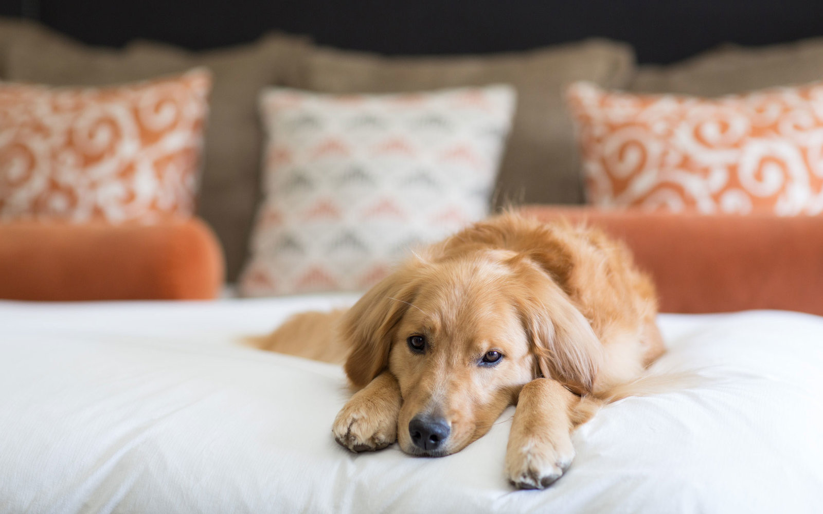 Luxury Hotels with Pets on the Guest List
