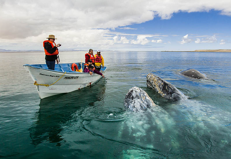 The Powerful but Gentle Giants: Laguna San Ignacio Whales