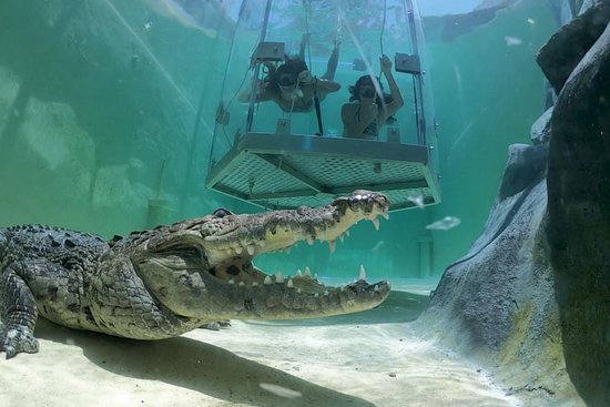 Swim with the Crocodiles at Cabo’s Croc Experience