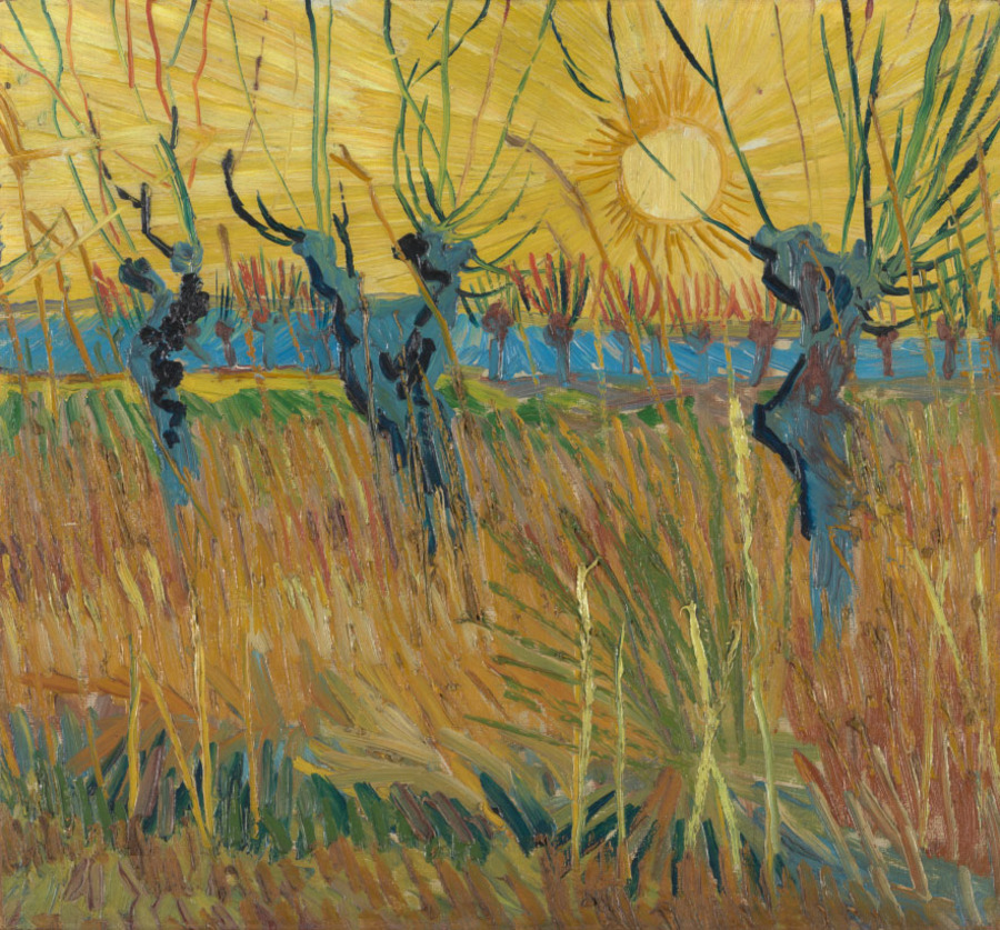 Trimmed willows at dusk