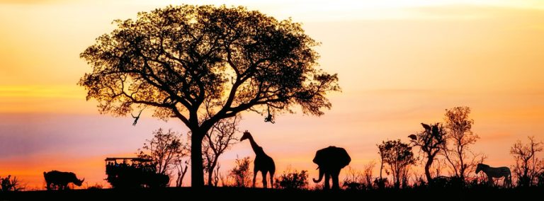 African Safari