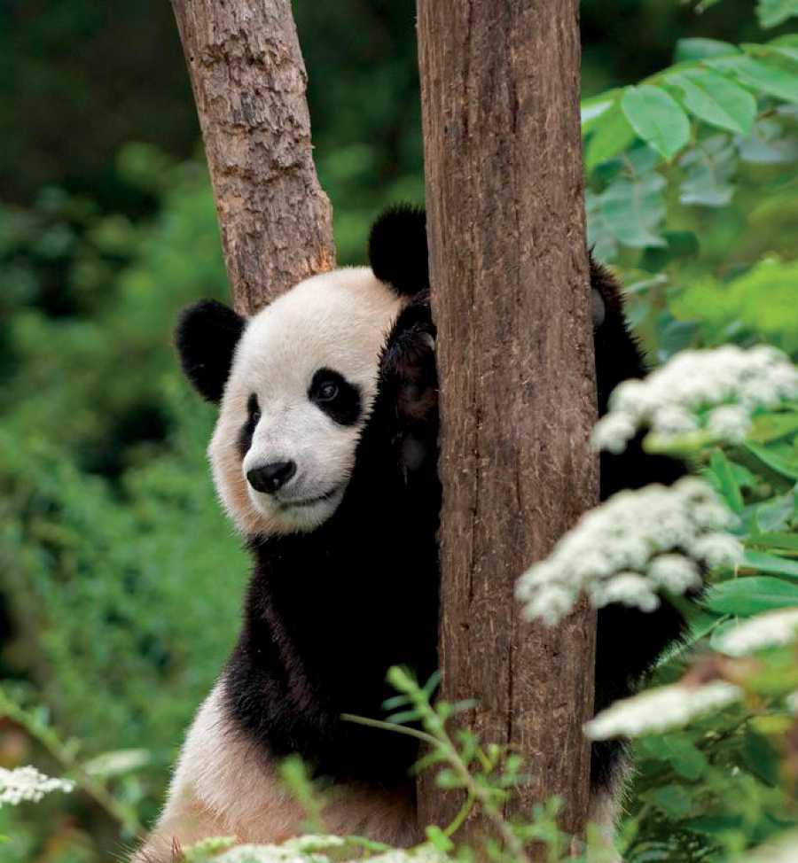 China's Wolong Reserve