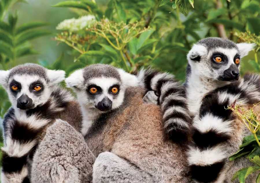 Madagascar