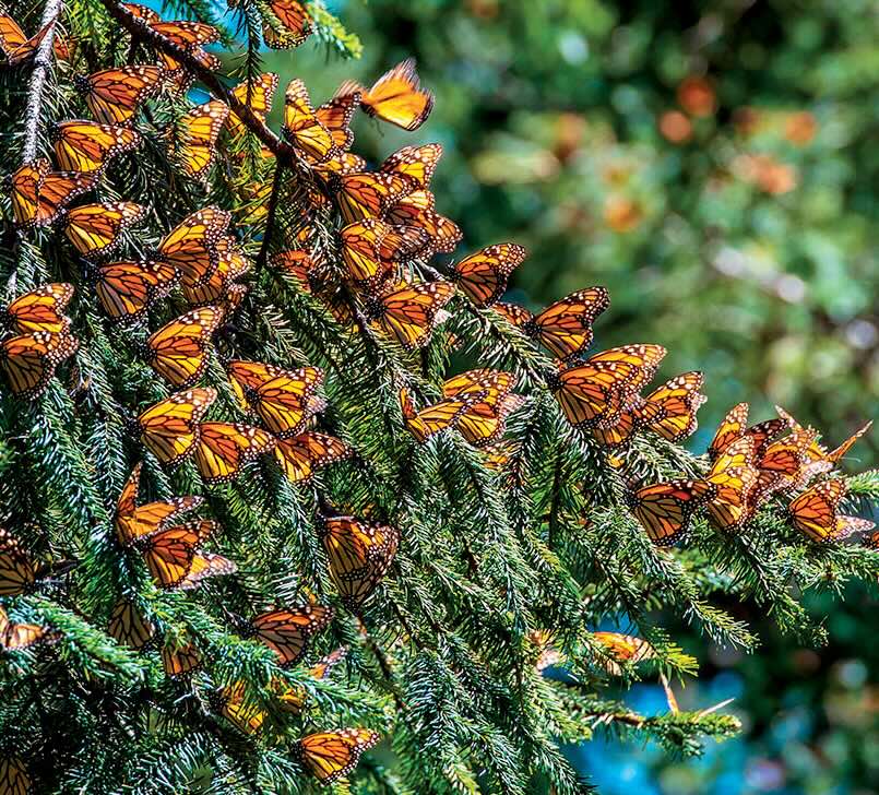 Monarch Butterflies